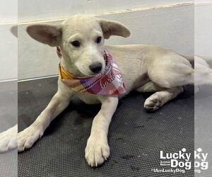 Labrador Retriever-Unknown Mix Dogs for adoption in Washington, DC, USA