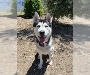 Siberian Husky Dogs for adoption in Petaluma, CA, USA
