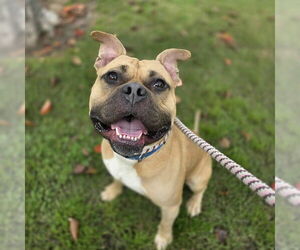 Staffordshire Bull Terrier-Unknown Mix Dogs for adoption in Long Beach, CA, USA