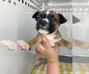 Mutt Dogs for adoption in Stockton, CA, USA