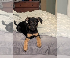 Mutt Dogs for adoption in Gulfport, MI, USA