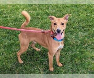 Miniature Pinscher-Whippet Mix Dogs for adoption in San Clemente, CA, USA