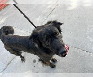 Mutt Dogs for adoption in West Valley, UT, USA