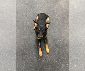 Australian Kelpie-Australian Shepherd Mix Dogs for adoption in Dallas, TX, USA