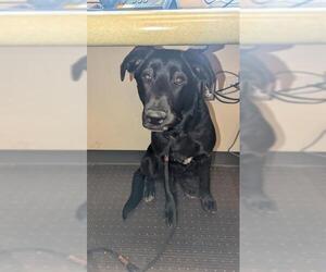 Labrador Retriever-Unknown Mix Dogs for adoption in West Valley, UT, USA