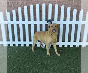Labrador Retriever Dogs for adoption in Modesto, CA, USA