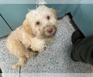 Mutt Dogs for adoption in Long Beach, CA, USA