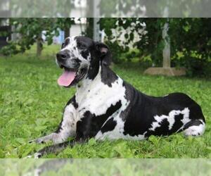 Great Dane Dogs for adoption in Chestertown, MD, USA
