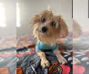 Maltese-Unknown Mix Dogs for adoption in San Leon, TX, USA