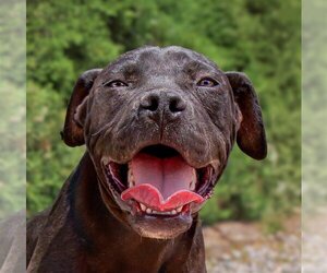 American Pit Bull Terrier Dogs for adoption in Albuquerque, NM, USA