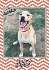 Labrador Retriever Dogs for adoption in Great Bend, KS, USA