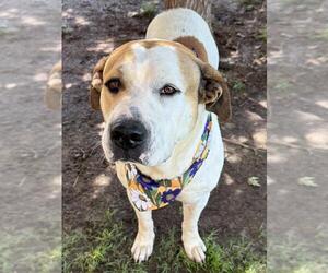Saint Bernard-Unknown Mix Dogs for adoption in Tulsa, OK, USA