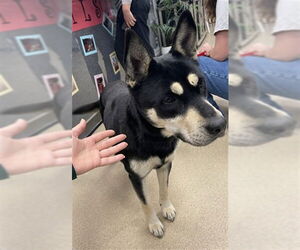 German Shepherd Dog-Unknown Mix Dogs for adoption in Plano, TX, USA