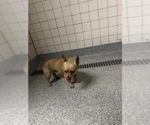 Chihuahua-Unknown Mix Dogs for adoption in Pasadena, TX, USA