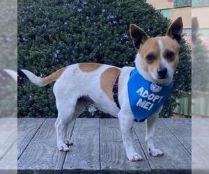 Jack Russell Terrier Dogs for adoption in Pacific Grove, CA, USA