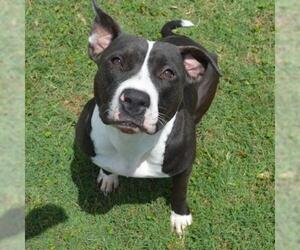 American Pit Bull Terrier Dogs for adoption in Texas City, TX, USA