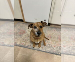 Doxle Dogs for adoption in Princeton, MN, USA