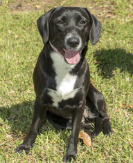 Borador Dogs for adoption in Santa Fe, TX, USA