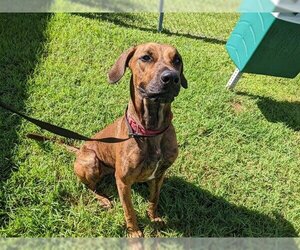 Great Dane Dogs for adoption in Vero Beach, FL, USA