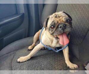 Pug Dogs for adoption in Kettering, OH, USA