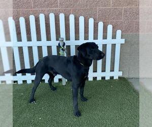 Labrador Retriever Dogs for adoption in Modesto, CA, USA