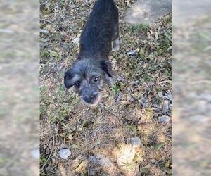 Chihuahua-Unknown Mix Dogs for adoption in San Antonio, TX, USA