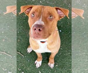 American Pit Bull Terrier-Unknown Mix Dogs for adoption in Woodland, CA, USA