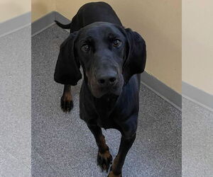 Black and Tan Coonhound Dogs for adoption in Low Moor, VA, USA