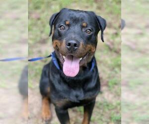 Rottweiler Dogs for adoption in Social Circle, GA, USA