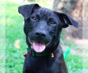 Labrador Retriever-Unknown Mix Dogs for adoption in San Ramon, CA, USA