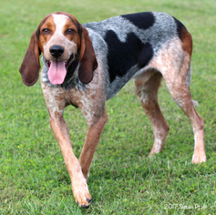 Bluetick Coonhound Dogs for adoption in Bedford, VA, USA