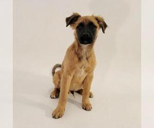 Black Mouth Cur Dogs for adoption in Show Low, AZ, USA