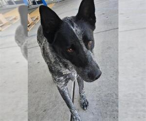 Mutt Dogs for adoption in Bakersfield, CA, USA