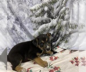 Border Collie-Unknown Mix Dogs for adoption in Modesto, CA, USA