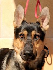 German Shepherd Dog Dogs for adoption in Albuquerque, NM, USA