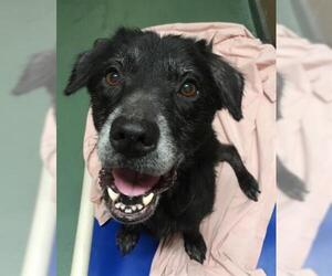 Borador Dogs for adoption in Palmetto, FL, USA