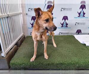 German Shepherd Dog-Siberian Husky Mix Dogs for adoption in Orlando, FL, USA