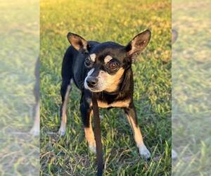 Chihuahua Dogs for adoption in Fort Lauderdale, FL, USA