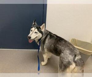 Siberian Husky Dogs for adoption in HESPERIA, CA, USA