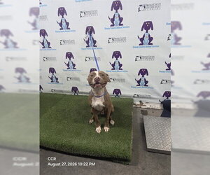 Mutt Dogs for adoption in Orlando, FL, USA