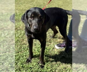 Labrador Retriever-Unknown Mix Dogs for adoption in Bridgewater, NJ, USA