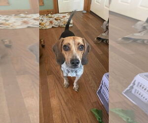 Beagle Dogs for adoption in Bolivar, MO, USA