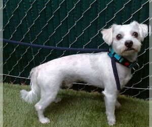 Maltese Dogs for adoption in Downey, CA, USA