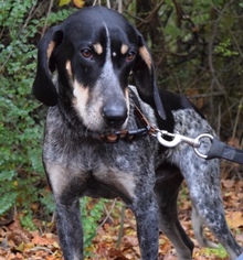 Medium Photo #1 Bluetick Coonhound-Unknown Mix Puppy For Sale in SHERBURNE, NY, USA