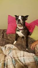 Boston Terrier-Unknown Mix Dogs for adoption in Texarkana, TX, USA