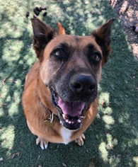 Boxer-German Shepherd Dog Mix Dogs for adoption in Ventura, CA, USA