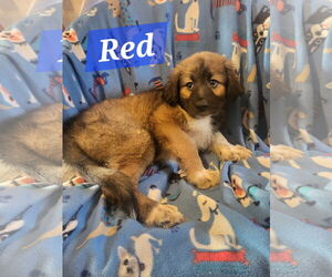 German Shepherd Dog-Huskies Mix Dogs for adoption in Iroquois, IL, USA