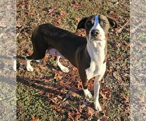 Borador Dogs for adoption in Blacksburg, SC, USA