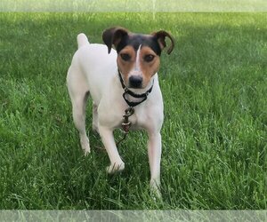 Small Jack-Rat Terrier