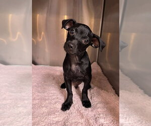 Chihuahua-Unknown Mix Dogs for adoption in Oak Bluffs, MA, USA